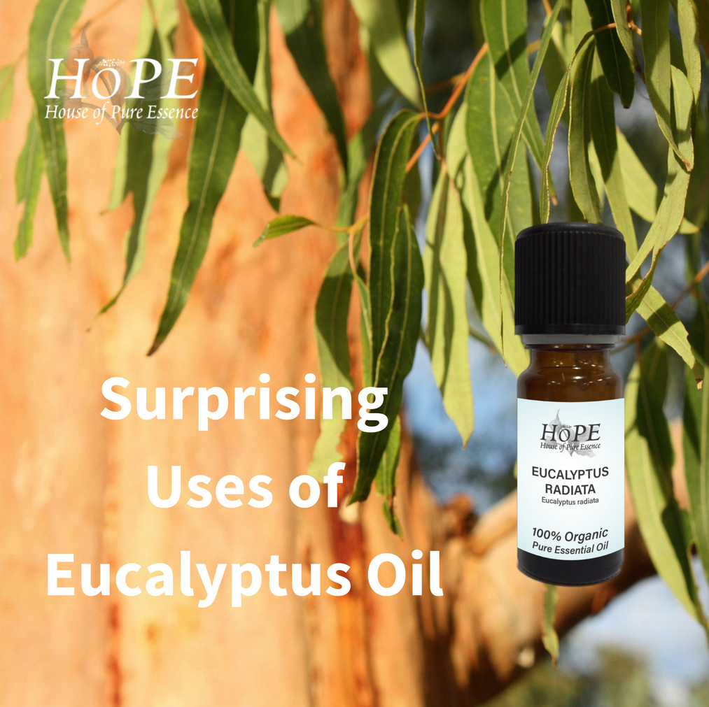 HoPE Surprising Uses of Eucalyptus Oil