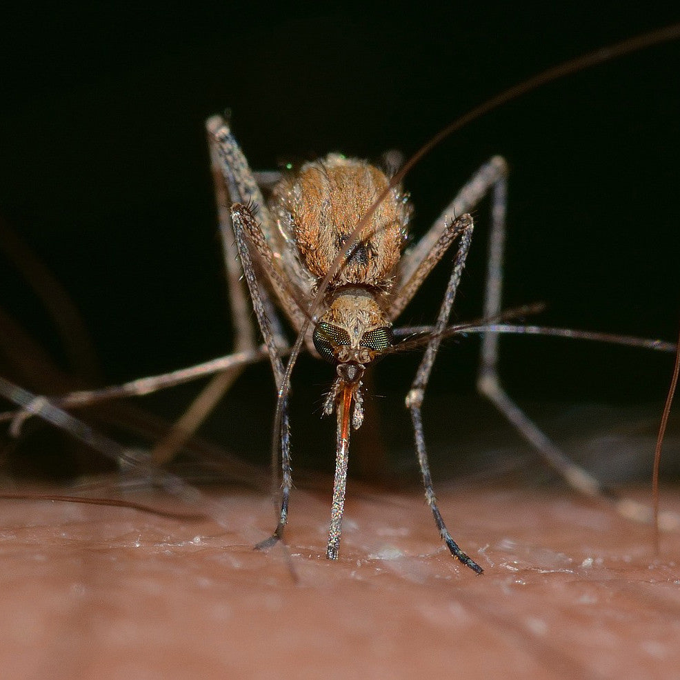 The Best Insect Repellent Spray - Best for Use in Farms!