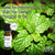 Hope Peppermint Oil Uses for Peppermint Oil that you haven't thought of yet