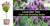 Lavender Tree: Care and Growing Guide (Watering, Pruning and More) &#187; Golden Spike Company